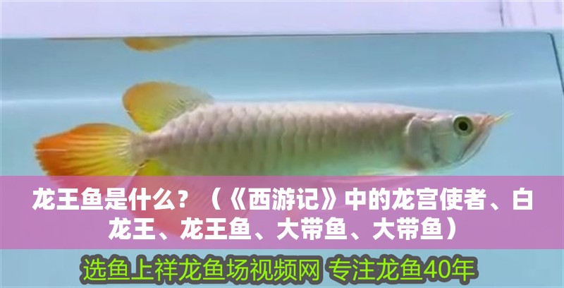 龍王魚是什么？（《西游記》中的龍宮使者、白龍王、龍王魚、大帶魚、大帶魚）