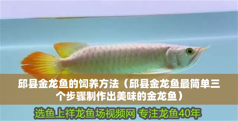 邱縣金龍魚的飼養方法（邱縣金龍魚最簡單三個步驟制作出美味的金龍魚）