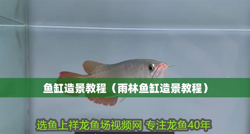 魚缸造景教程（雨林魚缸造景教程）