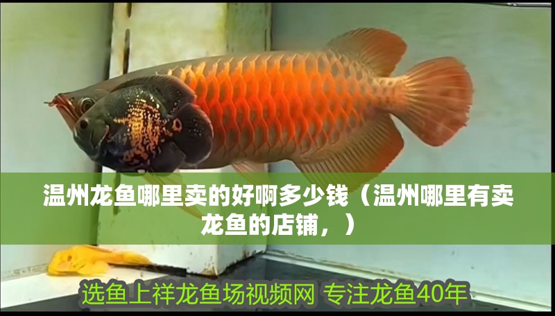 溫州龍魚哪里賣的好啊多少錢（溫州哪里有賣龍魚的店鋪，）