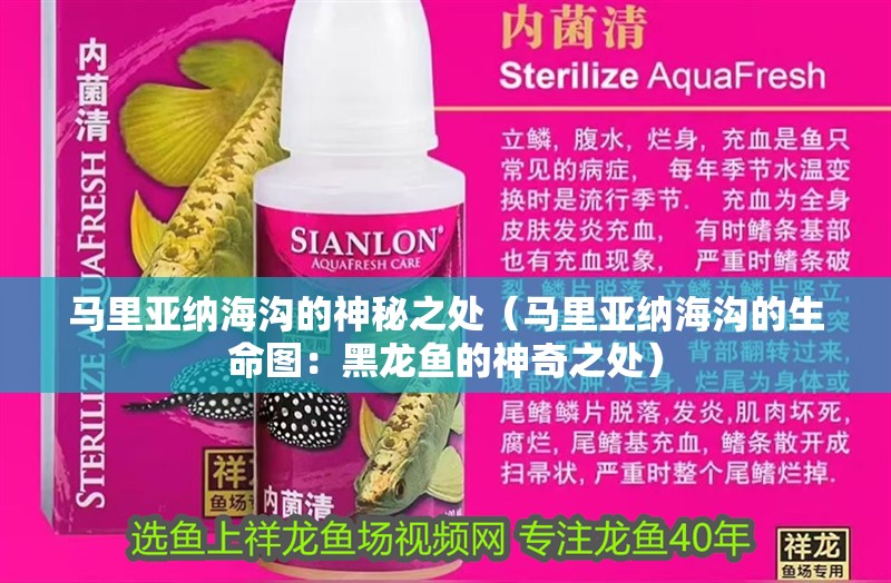 馬里亞納海溝的神秘之處（馬里亞納海溝的生命圖：黑龍魚的神奇之處）