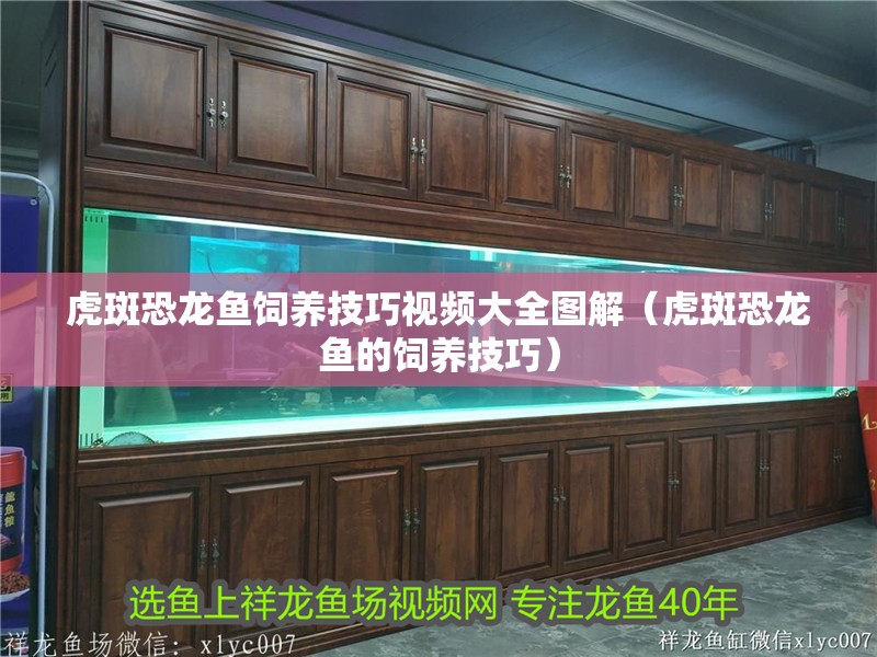 虎斑恐龍魚飼養技巧視頻大全圖解（虎斑恐龍魚的飼養技巧）