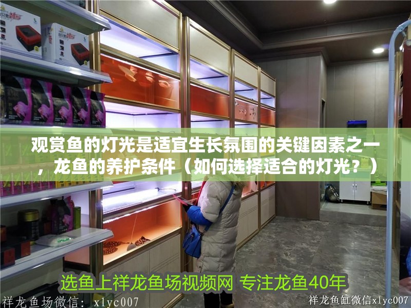 觀賞魚的燈光是適宜生長氛圍的關鍵因素之一,龍魚的養護條件(如何選擇適合的燈光?) 觀賞魚百科 第2張 觀賞魚的燈光是適宜生長氛圍的關鍵因素之一,龍魚的養護條件(如何選擇適合的燈光?) 觀賞魚的燈光是適宜生長氛圍的關鍵因素之一,龍魚的養護條件(如何選擇適合的燈光?) 觀賞魚百科 第2張