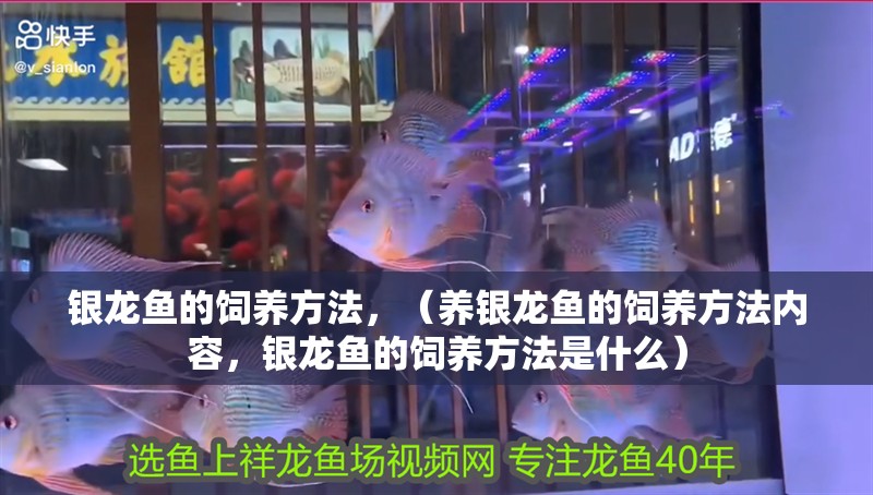 銀龍魚的飼養方法，（養銀龍魚的飼養方法內容，銀龍魚的飼養方法是什么）