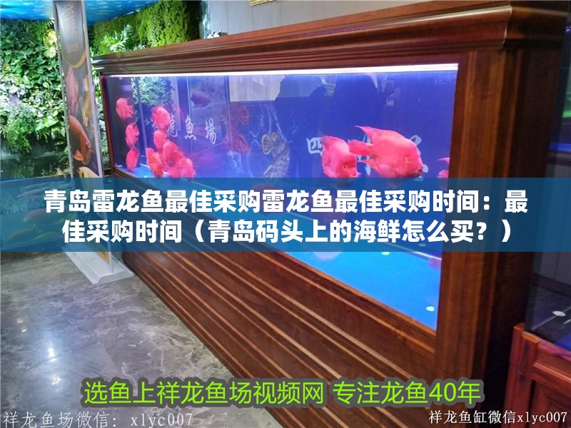 青島雷龍魚最佳采購雷龍魚最佳采購時間：最佳采購時間（青島碼頭上的海鮮怎么買？）
