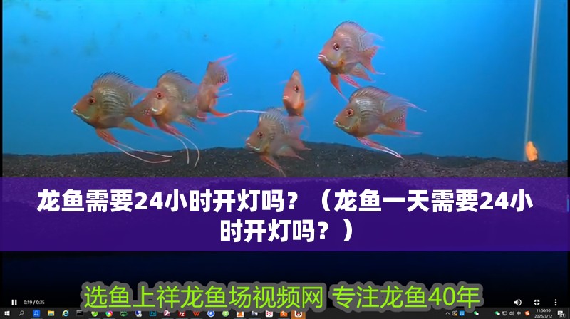 龍魚需要24小時開燈嗎？（龍魚一天需要24小時開燈嗎？）