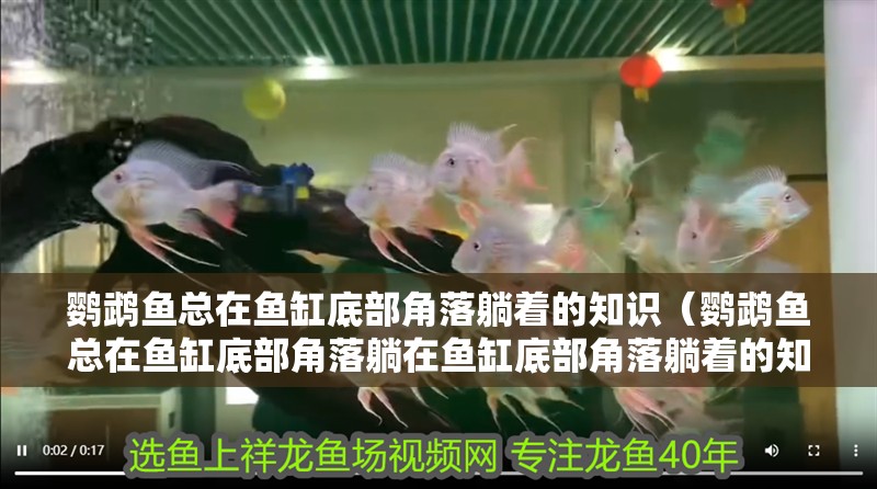 鸚鵡魚總在魚缸底部角落躺著的知識（鸚鵡魚總在魚缸底部角落躺在魚缸底部角落躺著的知識）