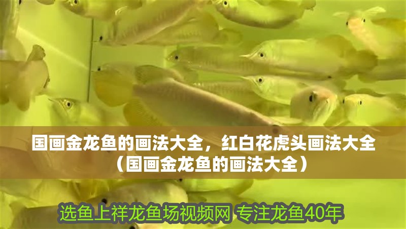 國畫金龍魚的畫法大全，紅白花虎頭畫法大全（國畫金龍魚的畫法大全）