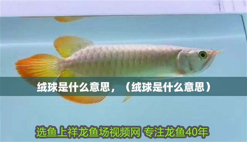 絨球是什么意思，（絨球是什么意思）