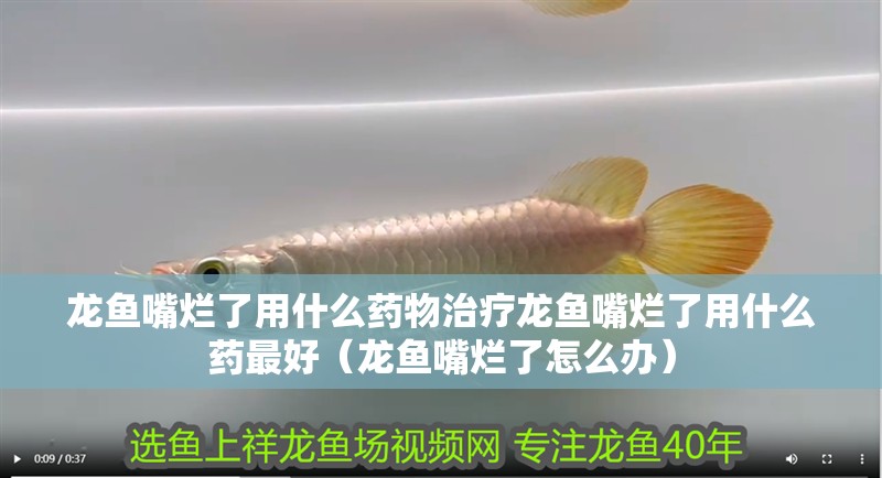 龍魚(yú)嘴爛了用什么藥物治療龍魚(yú)嘴爛了用什么藥最好（龍魚(yú)嘴爛了怎么辦）
