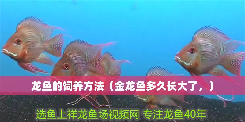 龍魚的飼養(yǎng)方法（金龍魚多久長大了，）
