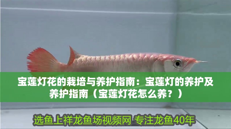 寶蓮燈花的栽培與養(yǎng)護(hù)指南：寶蓮燈的養(yǎng)護(hù)及養(yǎng)護(hù)指南（寶蓮燈花怎么養(yǎng)？） 寶蓮燈花的栽培與養(yǎng)護(hù)指南：寶蓮燈的養(yǎng)護(hù)及養(yǎng)護(hù)指南（寶蓮燈花怎么養(yǎng)？） 觀賞魚百科
