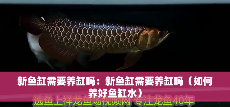 新魚缸需要養缸嗎：新魚缸需要養缸嗎（如何養好魚缸水） 新魚缸需要養缸嗎：新魚缸需要養缸嗎（如何養好魚缸水） 觀賞魚百科