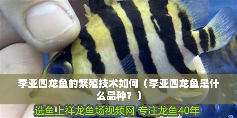 李亞四龍魚的繁殖技術如何（李亞四龍魚是什么品種？）