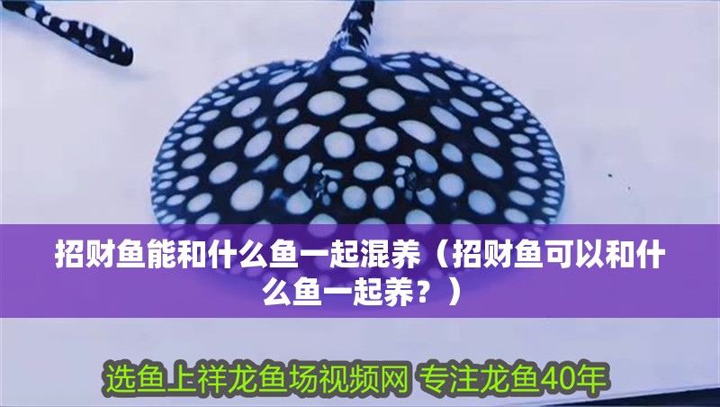 招財魚能和什么魚一起混養（招財魚可以和什么魚一起養？）