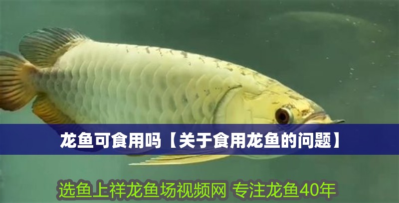 龍魚可食用嗎【關于食用龍魚的問題】
