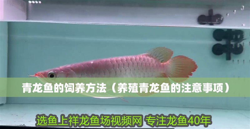 青龍魚(yú)的飼養(yǎng)方法（養(yǎng)殖青龍魚(yú)的注意事項(xiàng)）