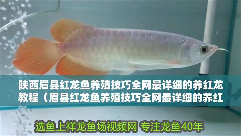 陜西眉縣紅龍魚養殖技巧全網最詳細的養紅龍教程（眉縣紅龍魚養殖技巧全網最詳細的養紅龍教程一定會有收獲）