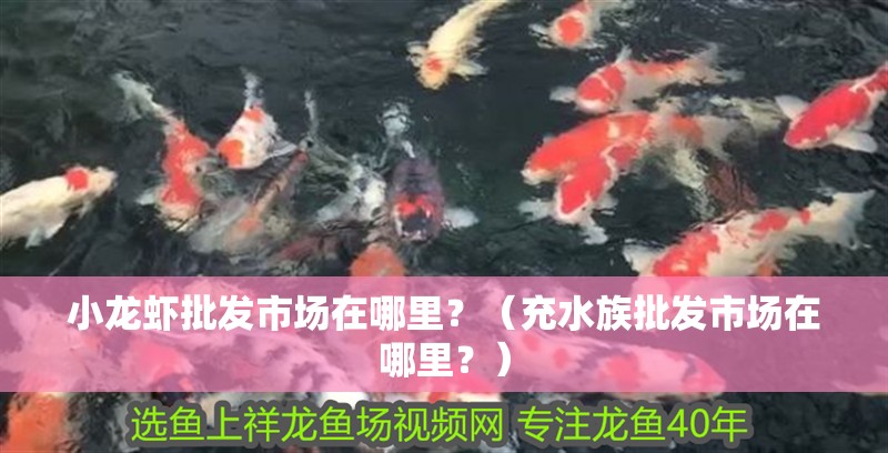 小龍蝦批發市場在哪里？（充水族批發市場在哪里？）