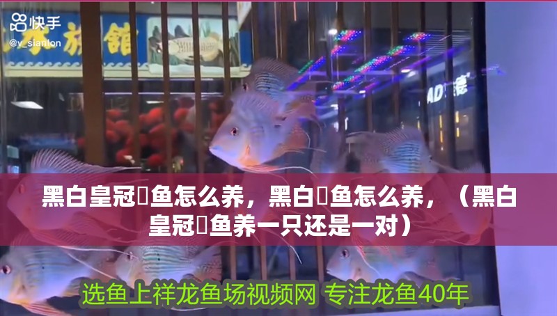 黑白皇冠魟魚怎么養，黑白魟魚怎么養，（黑白皇冠魟魚養一只還是一對）