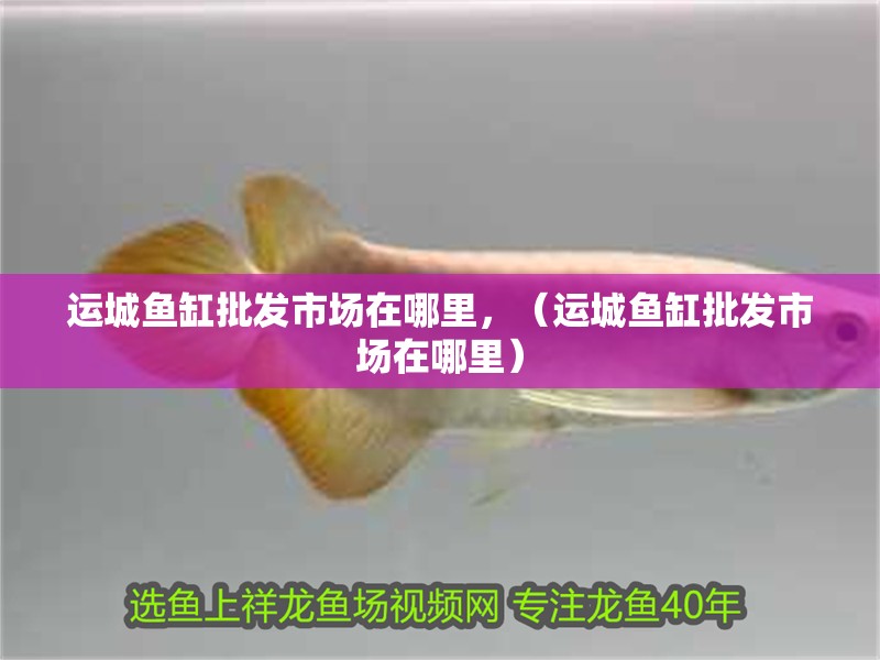 運(yùn)城魚(yú)缸批發(fā)市場(chǎng)在哪里，（運(yùn)城魚(yú)缸批發(fā)市場(chǎng)在哪里）