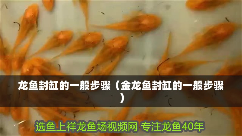 龍魚(yú)封缸的一般步驟（金龍魚(yú)封缸的一般步驟）