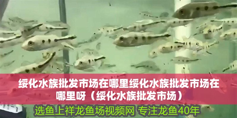 綏化水族批發(fā)市場在哪里綏化水族批發(fā)市場在哪里呀（綏化水族批發(fā)市場）