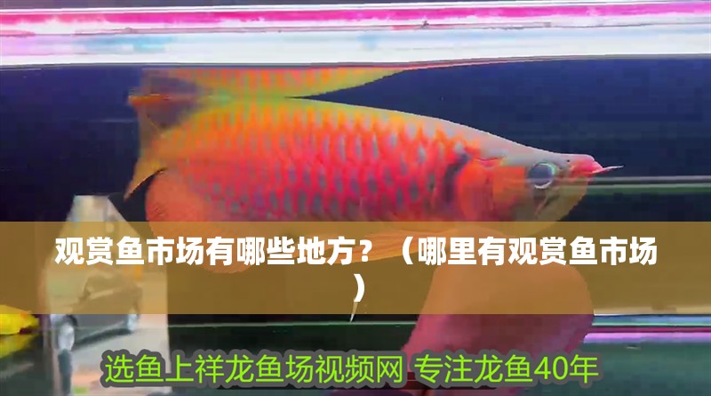 觀賞魚市場有哪些地方？（哪里有觀賞魚市場）