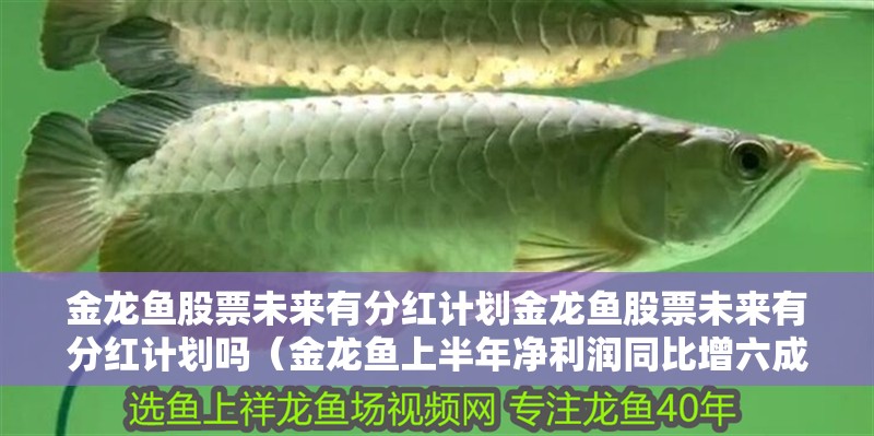 金龍魚股票未來有分紅計劃金龍魚股票未來有分紅計劃嗎（金龍魚上半年凈利潤同比增六成）