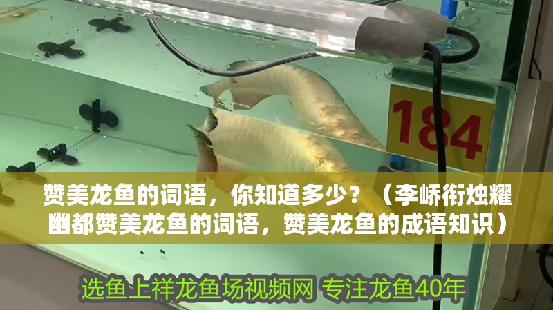 魚缸用增氧泵價格是多少:魚缸增氧機-xtrac增氧機-xtrac增氧機 贊美龍魚的詞語,你知道多少?(李嶠銜燭耀幽都贊美龍魚的詞語,贊美龍魚的成語知識) 觀賞魚百科 贊美龍魚的詞語,你知道多少?(李嶠銜燭耀幽都贊美龍魚的詞語,贊美龍魚的成語知識) 贊美龍魚的詞語,你知道多少?(李嶠銜燭耀幽都贊美龍魚的詞語,贊美龍魚的成語知識) 觀賞魚百科