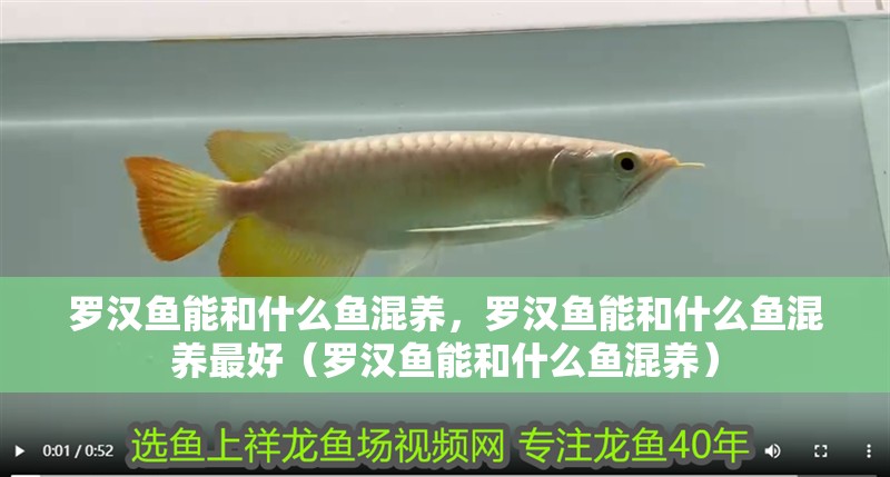 羅漢魚能和什么魚混養，羅漢魚能和什么魚混養最好（羅漢魚能和什么魚混養）