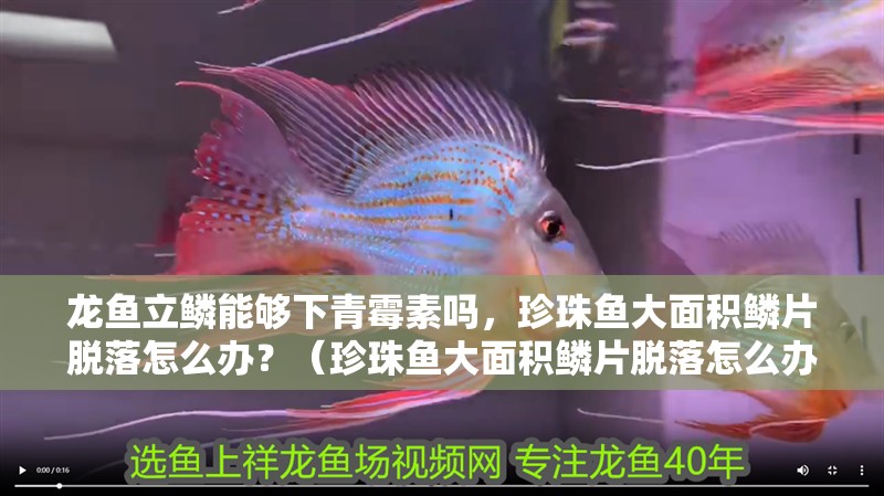 龍魚立鱗能夠下青霉素嗎，珍珠魚大面積鱗片脫落怎么辦？（珍珠魚大面積鱗片脫落怎么辦，珍珠魚立鱗能夠下青霉素嗎）
