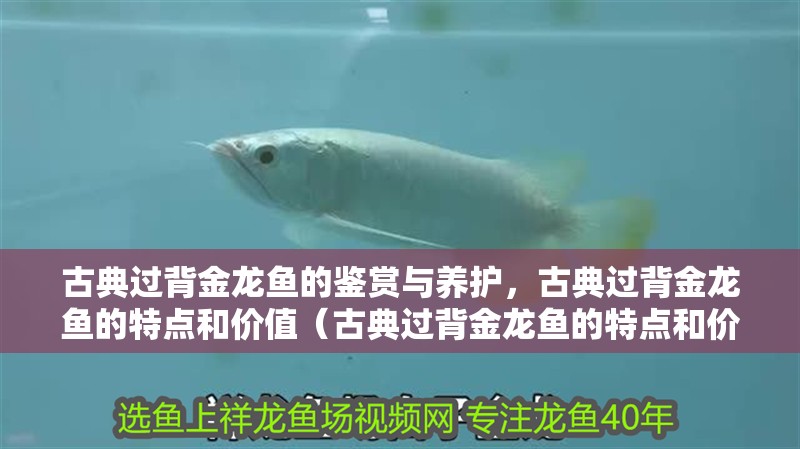 古典過背金龍魚的鑒賞與養護，古典過背金龍魚的特點和價值（古典過背金龍魚的特點和價值）