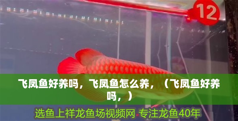 飛鳳魚好養嗎，飛鳳魚怎么養，（飛鳳魚好養嗎，）