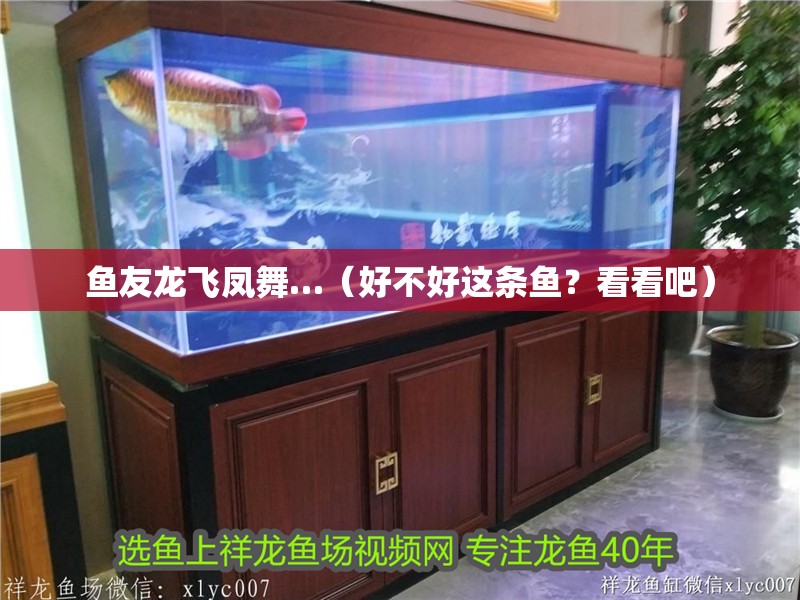 魚友龍飛鳳舞…（好不好這條魚？看看吧）