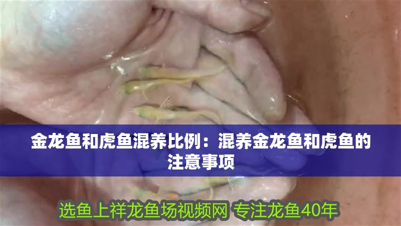 金龍魚和虎魚混養比例：混養金龍魚和虎魚的注意事項