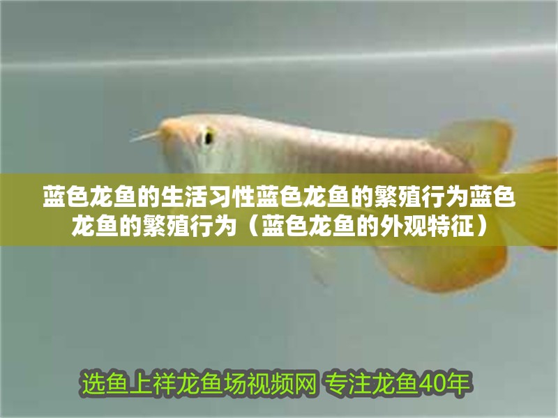 藍色龍魚的生活習性藍色龍魚的繁殖行為藍色龍魚的繁殖行為（藍色龍魚的外觀特征）