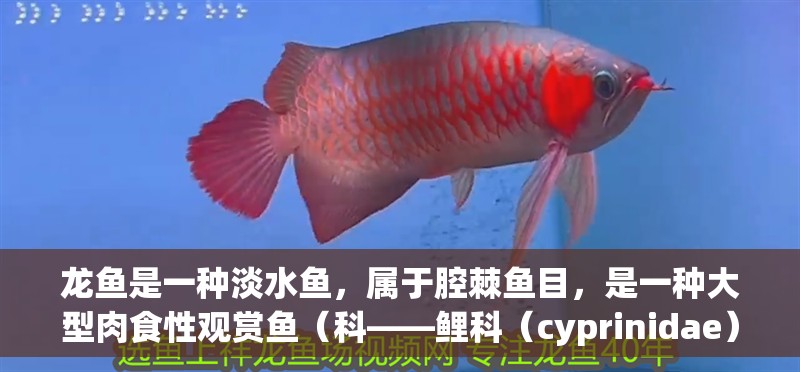 龍魚是一種淡水魚，屬于腔棘魚目，是一種大型肉食性觀賞魚（科——鯉科（cyprinidae）） 龍魚是一種淡水魚，屬于腔棘魚目，是一種大型肉食性觀賞魚（科——鯉科（cyprinidae）） 觀賞魚百科 第2張