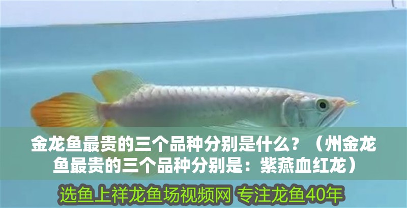 金龍魚最貴的三個品種分別是什么？（州金龍魚最貴的三個品種分別是：紫燕血紅龍）