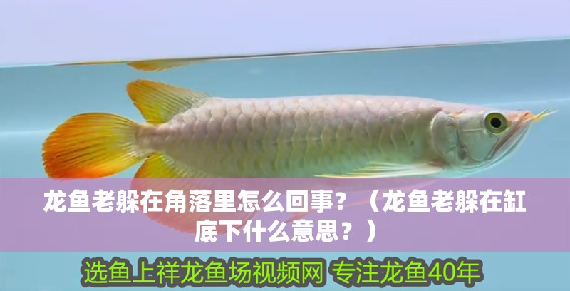 龍魚老躲在角落里怎么回事？（龍魚老躲在缸底下什么意思？） 龍魚老躲在角落里怎么回事？（龍魚老躲在缸底下什么意思？） 觀賞魚百科 第2張