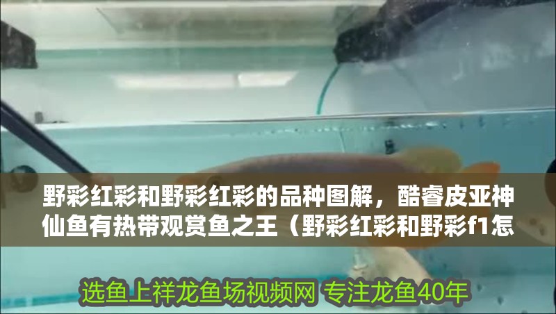野彩紅彩和野彩紅彩的品種圖解，酷睿皮亞神仙魚有熱帶觀賞魚之王（野彩紅彩和野彩f1怎樣區(qū)分）