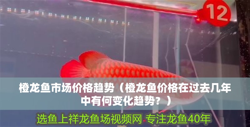 橙龍魚市場價格趨勢（橙龍魚價格在過去幾年中有何變化趨勢？）