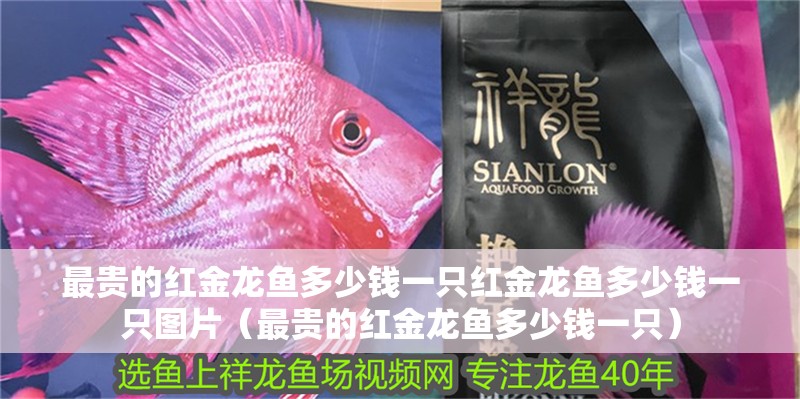 最貴的紅金龍魚多少錢一只紅金龍魚多少錢一只圖片（最貴的紅金龍魚多少錢一只）