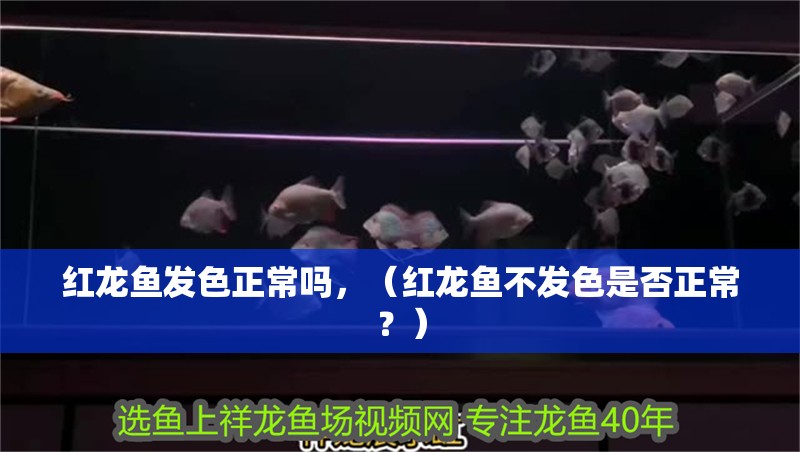 紅龍魚發色正常嗎，（紅龍魚不發色是否正常？）