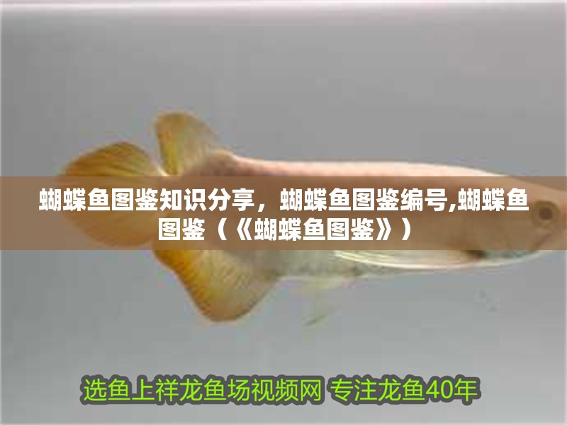 蝴蝶魚圖鑒知識分享，蝴蝶魚圖鑒編號,蝴蝶魚圖鑒（《蝴蝶魚圖鑒》）
