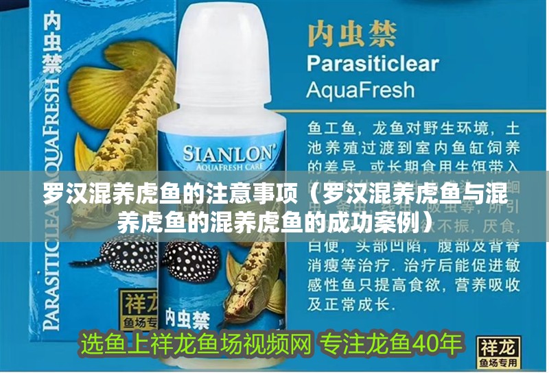 羅漢混養虎魚的注意事項（羅漢混養虎魚與混養虎魚的混養虎魚的成功案例）