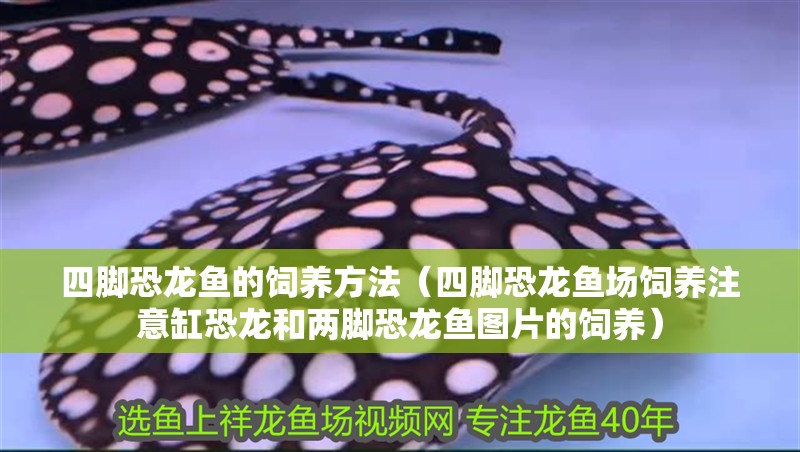 四腳恐龍魚的飼養方法（四腳恐龍魚場飼養注意缸恐龍和兩腳恐龍魚圖片的飼養）