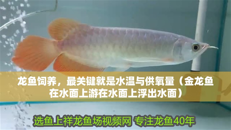 龍魚飼養(yǎng)，最關(guān)鍵就是水溫與供氧量（金龍魚在水面上游在水面上浮出水面）