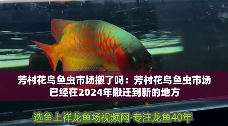 芳村花鳥魚蟲市場搬了嗎：芳村花鳥魚蟲市場已經在2024年搬遷到新的地方