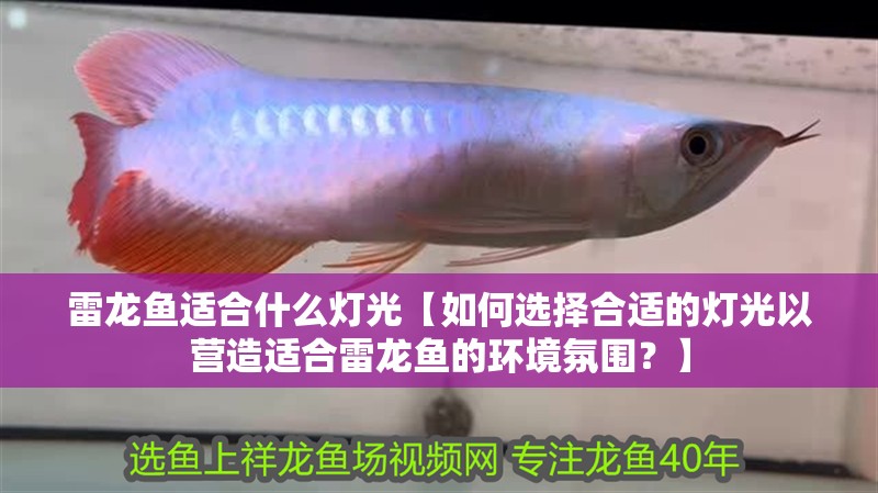 雷龍魚適合什么燈光【如何選擇合適的燈光以營造適合雷龍魚的環境氛圍？】